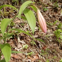 220505 山野草のエキ (65)