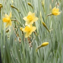 220325 山野草のエキ (56)