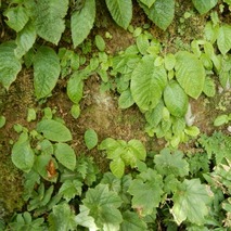 220723 山野草のエキ (98)