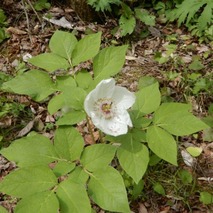 b230418 (15)山野草のエキ
