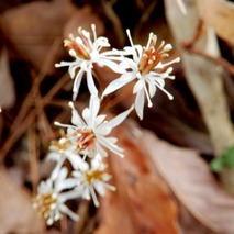 220311 山野草のエキ (20)