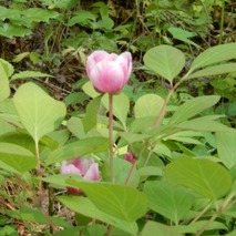 220522 山野草のエキ (8)