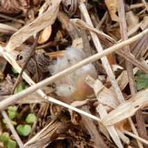 220311 山野草のエキ (2)