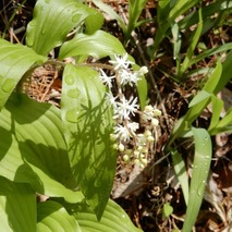 220422 山野草のエキ (40)