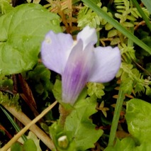 220505 山野草のエキ (53)