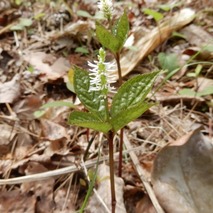 q230418 (63)山野草のエキ