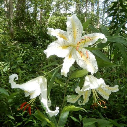 220723 山野草のエキ (77)