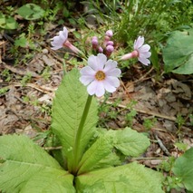 220428 山野草のエキ (38)