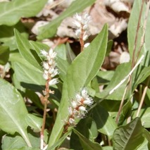 220404 山野草のエキ (54)