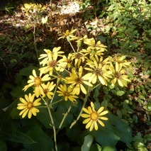 ツワブキ221031 (33)