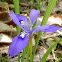 220428 山野草のエキ (74)