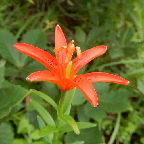 妖精の花園 ヒメユリ 定年生活 妖精の花園 ヒメユリ 定年生活