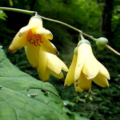 天涯の花の谷 定年生活 天涯の花の谷 定年生活