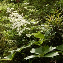 220519 山野草のエキ (47)