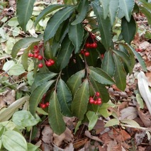 220106 山野草のエキ (42)