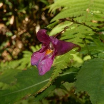 ツリフネソウ221013 山野草のエキ (21)