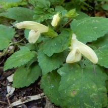 キバナアキギリ221013 山野草のエキ (17)