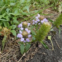山野草のエキ (2)