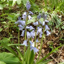 220428 山野草のエキ (125)