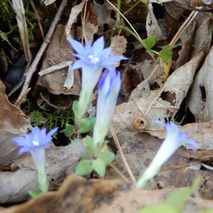 220428 山野草のエキ (139)