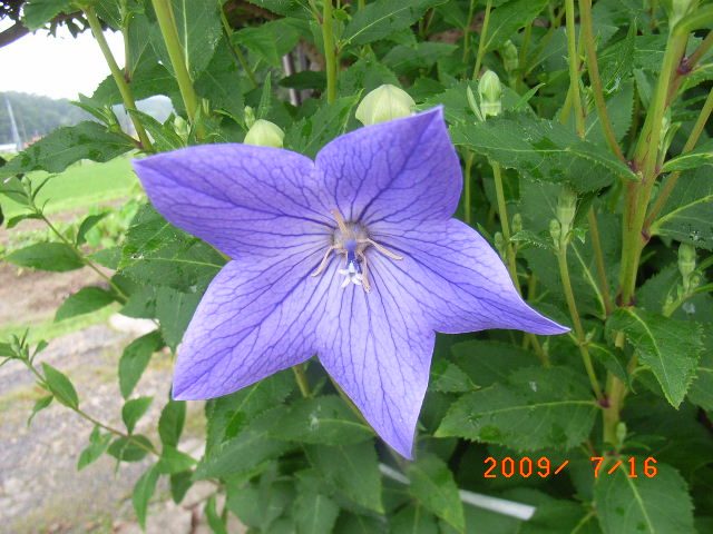 庭の花 我が家のキキョウ科の花 キキョウ シロギキョウ サイヨウシャジン 定年生活 庭の花 我が家のキキョウ科の花 キキョウ シロギキョウ サイヨウシャジン 定年生活