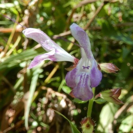 アキギリ221013 山野草のエキ (67)