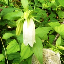 220618 山野草のエキ (24)