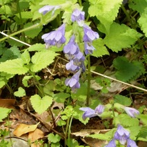 p230418 (11)山野草のエキ