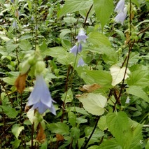 220723 山野草のエキ (57)