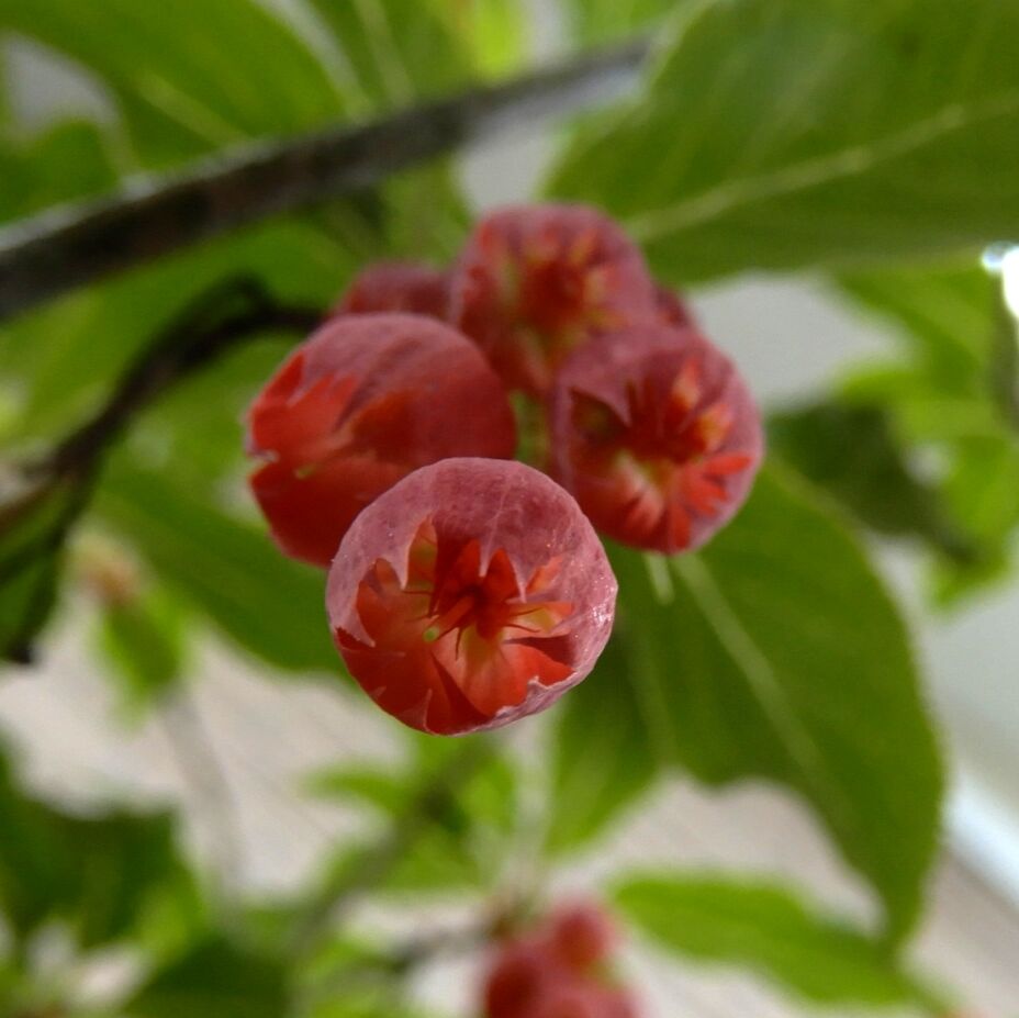 庭の花 ベニドウダン ヒメフウロ シラン 定年生活 庭の花 ベニドウダン ヒメフウロ シラン 定年生活