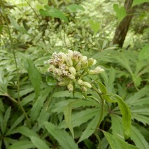 山野草のエキ (37)