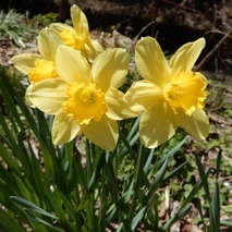 220404 山野草のエキ (5)