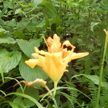 220723 山野草のエキ (70)