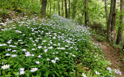 220519 山野草のエキ (96)