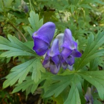 トリカブト221013 山野草のエキ (34)