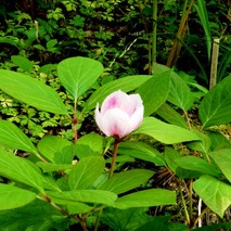 220522 山野草のエキ (4)