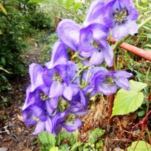 211020 山野草のエキ (65)