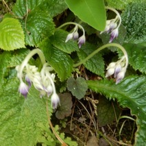 220618 山野草のエキ (104)