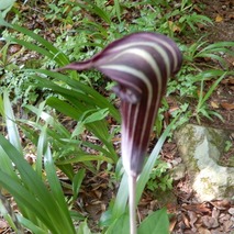 220618 山野草のエキ (11)