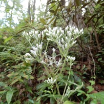 220804 山野草のエキ (54)