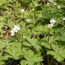 220407 山野草のエキ (54)