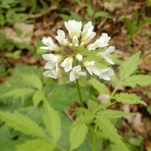 220505 山野草のエキ (32)