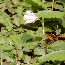 220325 山野草のエキ (47)