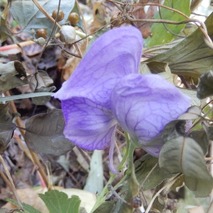 トリカブト221031 (48)