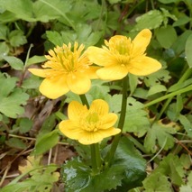 220505 山野草のエキ (48)