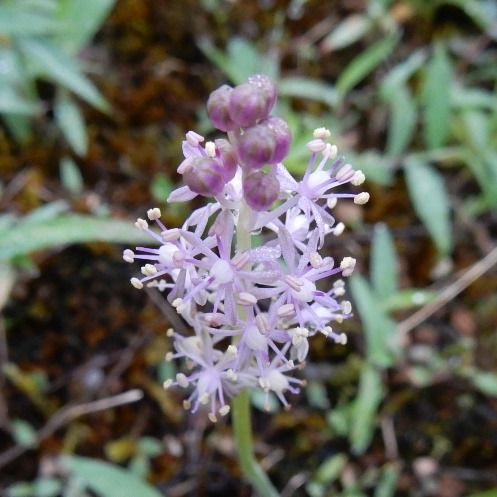 ツルボ 山野草の解説