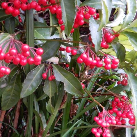 庭の花 お正月用の赤い実 定年生活
