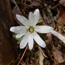 220311 山野草のエキ (36)