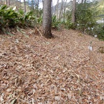 220106 山野草のエキ (47)