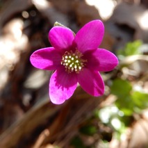 220404 山野草のエキ (27)